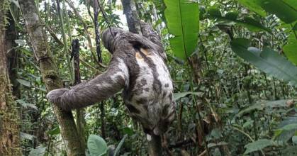 Animales silvestres fueron rescatados en Sucumbíos, Napo y Guayas