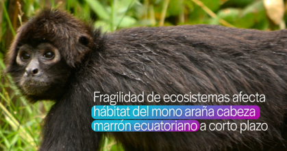 Fragilidad de los ecosistemas afectará el hábitat del mono araña de cabeza marrón ecuatoriano 