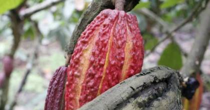 Cacao supera los $ 6.100 por tonelada