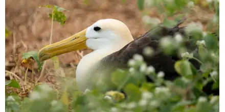 Violencia en el mar complica la protección de aves marinas en Ecuador