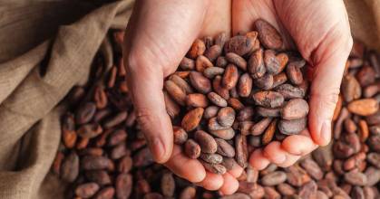 El precio del cacao cayó a $ 9,782,50 por tonelada