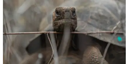 Reintroducen 277 tortugas gigantes para reforzar conservación en Galápagos en Ecuador