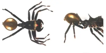 Nueva araña en el Yasuní imita hormigas para cazar y confirma riqueza aún inexplorada