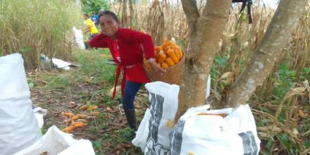 Napo: Productores de maíz aumentan su rendimiento
