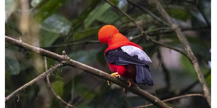 Del cóndor al colibrí: 542 aves hacen de Quito un paraíso del "birdwatching"