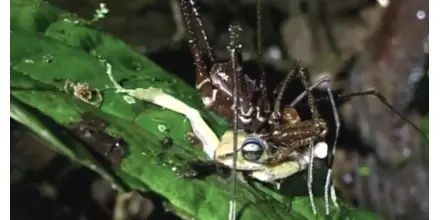 Descubren en Ecuador que arácnidos “segadores” pueden depredar ranas vivas