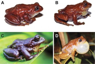 Nueva especie de sapo es descubierta en los páramos del sur de Ecuador