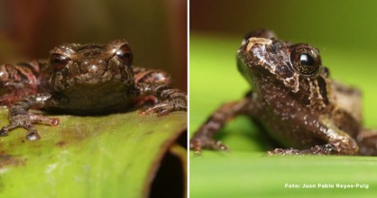 Dos nuevas especies de ranas fueron descubiertas en el Corredor Ecológico Llanganates-Sangay