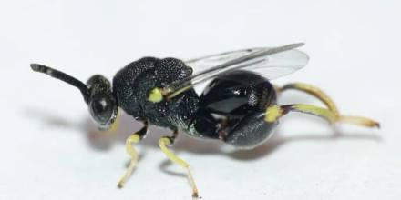 Una especie de avispa diminuta fue registrada por primera vez en Zamora Chinchipe