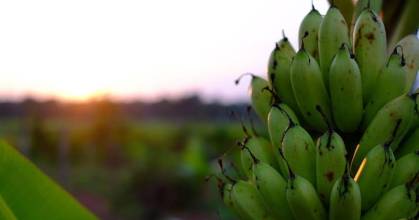 El sector bananero ecuatoriano enfrenta varios desafíos
