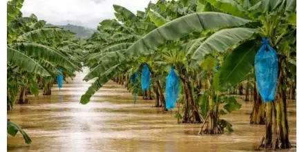 Lluvias intensas elevan el riesgo para las siembras de banano y plátano en Ecuador