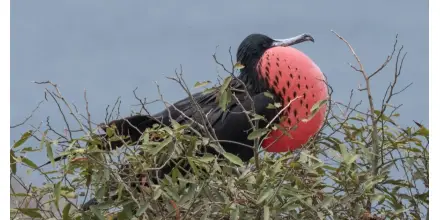 Floreana estrena monitoreo ojos de halcón para proteger su fauna en tiempo real