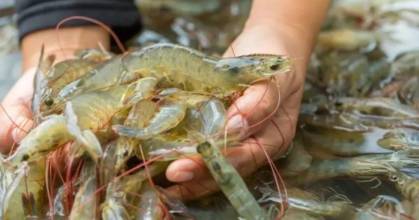 Argentina importará langostino ecuatoriano por conflicto laboral