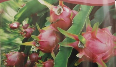Pitahaya, BanEcuador sale al auxilio