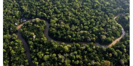 Descubren nueva planta prehistórica adaptada a zonas inundables de la Amazonía peruana