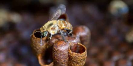 Amazonía peruana reconoce derechos a abejas nativas