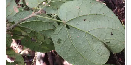 Árbol gigante fue identificado en la Reserva Mashpi-Tayra
