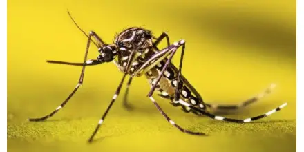 Fiebre amarilla reaparece en la Amazonía y activa respuesta sanitaria del Gobierno