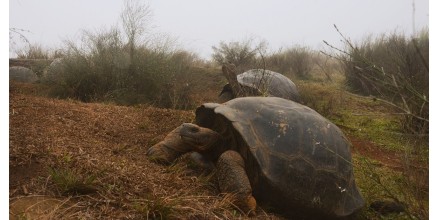 Ecuador censará la población de tortugas gigantes en el volcán Alcedo