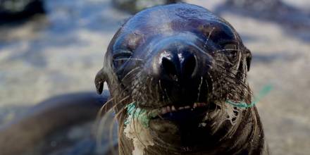 Plásticos afectan a todos los ecosistemas de Ecuador