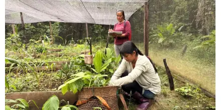 Las mujeres de Sarayaku recuperan especies perdidas de la Amazonía 