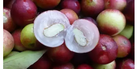 La Amazonía de Ecuador, Colombia y Perú comparten varias frutas
