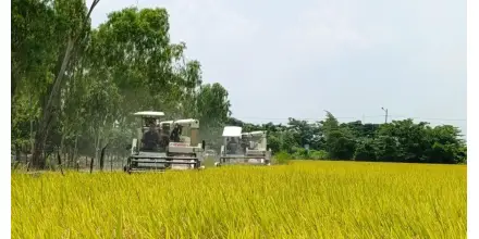 Gobierno adelanta compra directa de arroz y fija inicio de recepción para el 4 de mayo