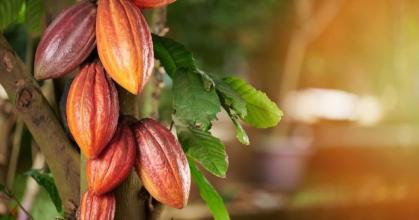 Cacao profundiza su desplome y toca mínimo anual