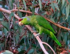 Se unen esfuerzos para aumentar la población del loro Amazona lilacina en Ecuador