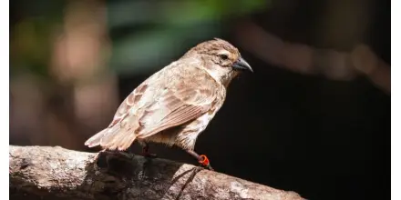 Galápagos registra la mejor temporada reproductiva del pinzón de manglar desde 2011