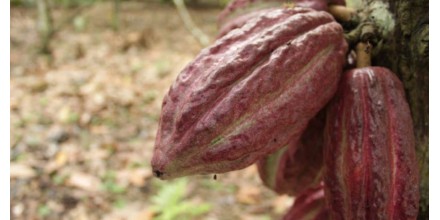 Acuerdo entre Ghana y Costa de Marfil pone bajo observación al mercado del cacao