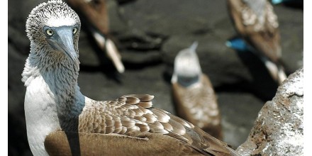 Expertos esperan romper el récord de conteo de aves en Galápagos