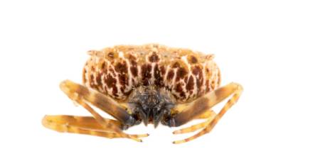 Una nueva especie de araña cazadora fue descubierta en la Amazonía de Ecuador