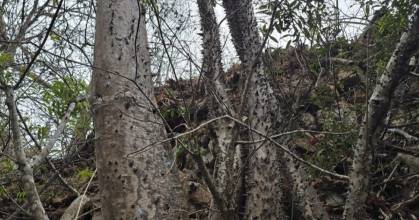 Una nueva especie de árbol tropical fue descubierta en Loja