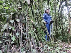 La agricultura vertical se plantea como solución a deforestación en Amazonía ecuatoriana