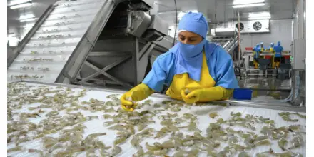 Crisis logística frena exportaciones de camarón y presiona a toda la cadena productiva