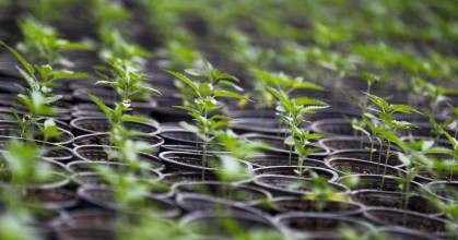 Ecuador tiene 2.300 hectáreas de cultivo legal de cáñamo y cannabis