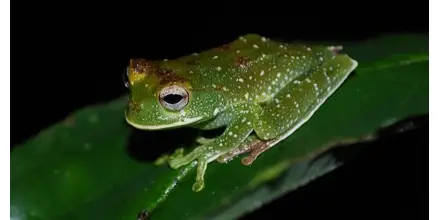 Estudio científico registra alta diversidad de anfibios y reptiles en la Amazonía ecuatoriana