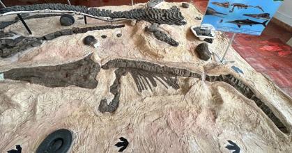 Colombia: Científicos descubren fósiles de tres reptiles marinos del periodo cretácico