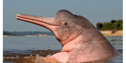 La población de delfines rosados en la Amazonía colombiana va en declive 