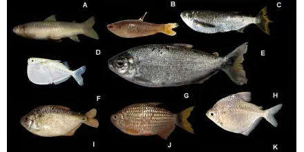 Investigación revela alta diversidad de peces en el río Conambo en Pastaza