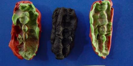 Hace 10.000 años, el hombre ya sufría de caries y enfermedades de las encías
