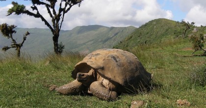 Galápagos: 563 tortugas gigantes fueron repatriadas a su hábitat natural