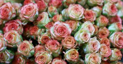 Ecuador envió un millón de rosas a China en solo 3 días