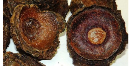 Ishpingo, una planta desconocida fuera de su hábitat nativo