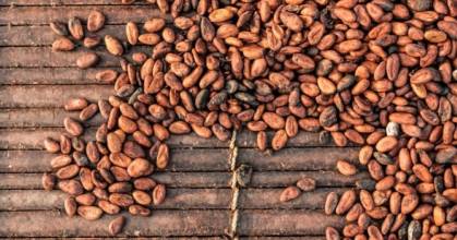 El cacao se cotiza en $ 8.476 por tonelada métrica 