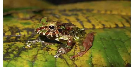 Perú: Científicos identifican 2 nuevas especies de ranas arlequines en la Amazonía