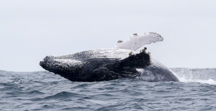 Ecuador abre la temporada de avistamiento de ballenas jorobadas
