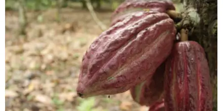 Cacao ecuatoriano avanza en adaptación a norma europea contra deforestación