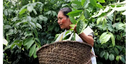 Ecuador impulsa exportaciones de café, cacao y guayusa con certificación libre de deforestación
